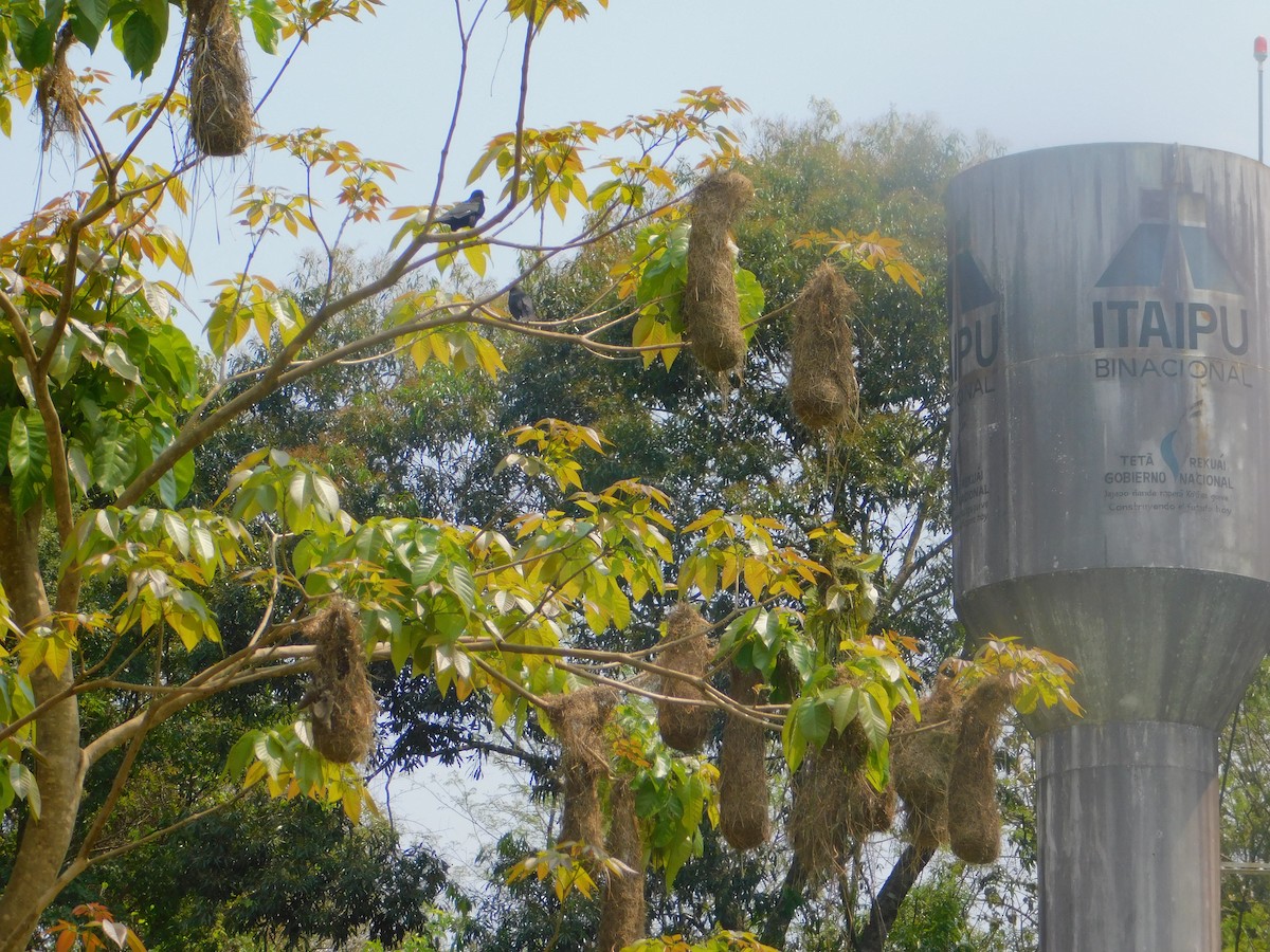 Red-rumped Cacique - ML642810028