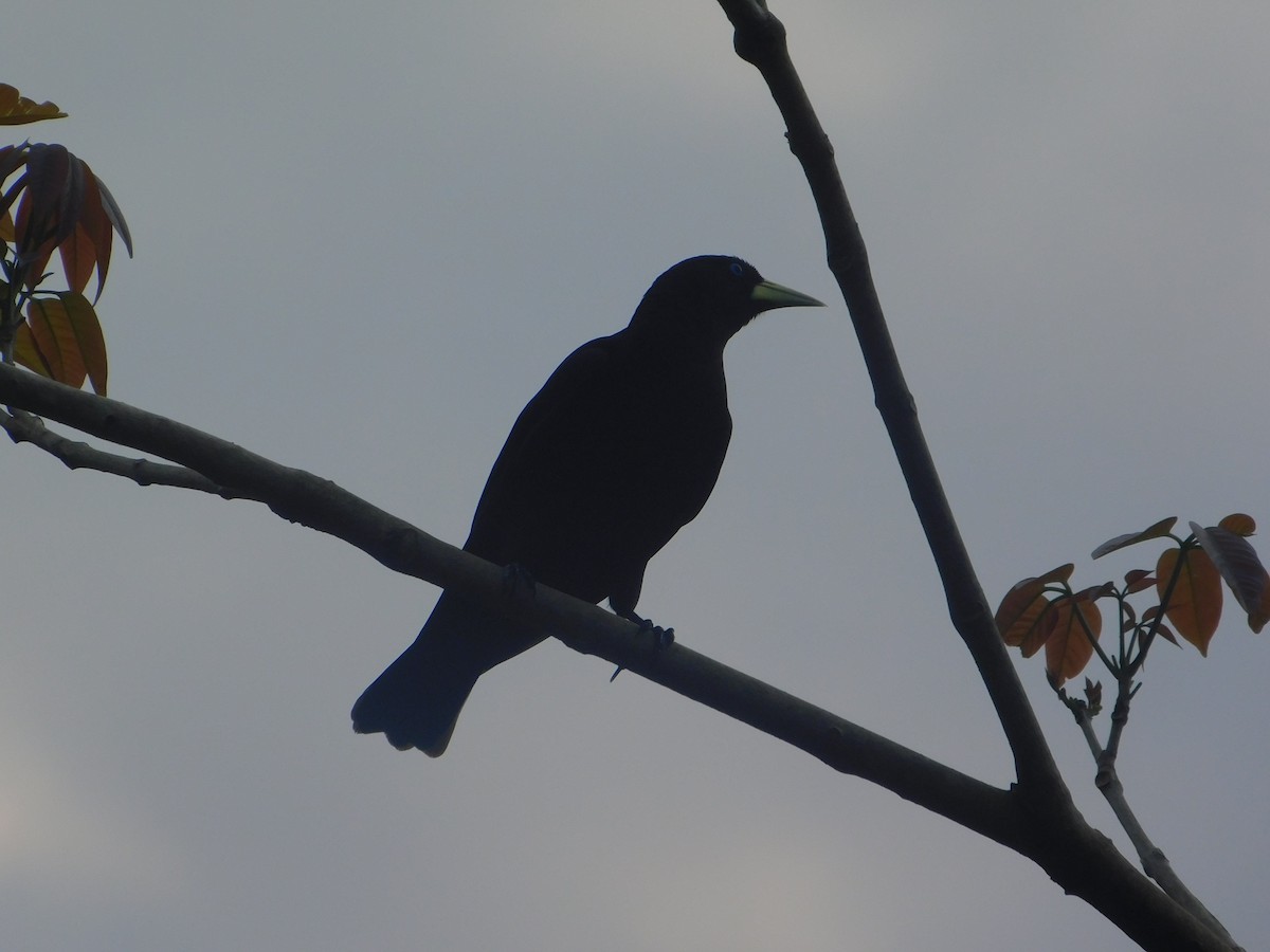 Red-rumped Cacique - ML642810029