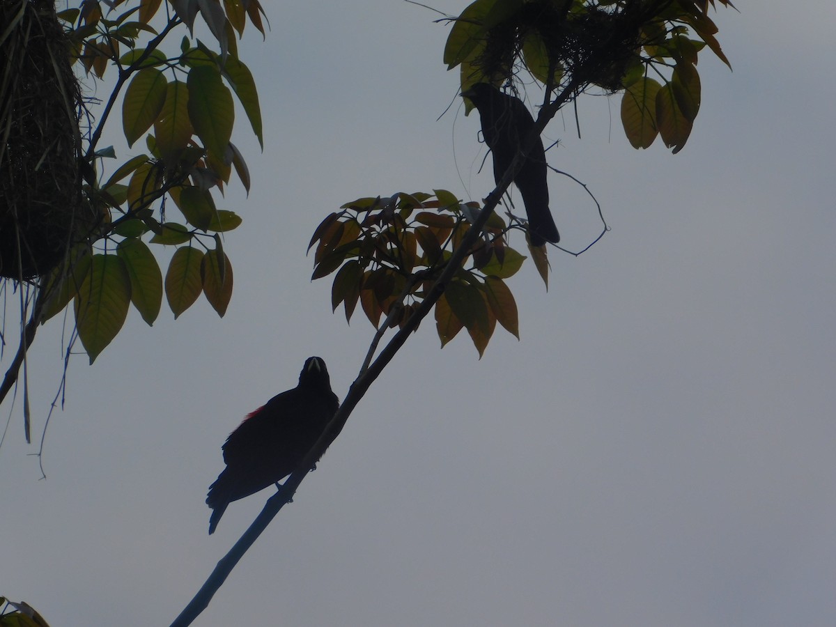 Red-rumped Cacique - ML642810030