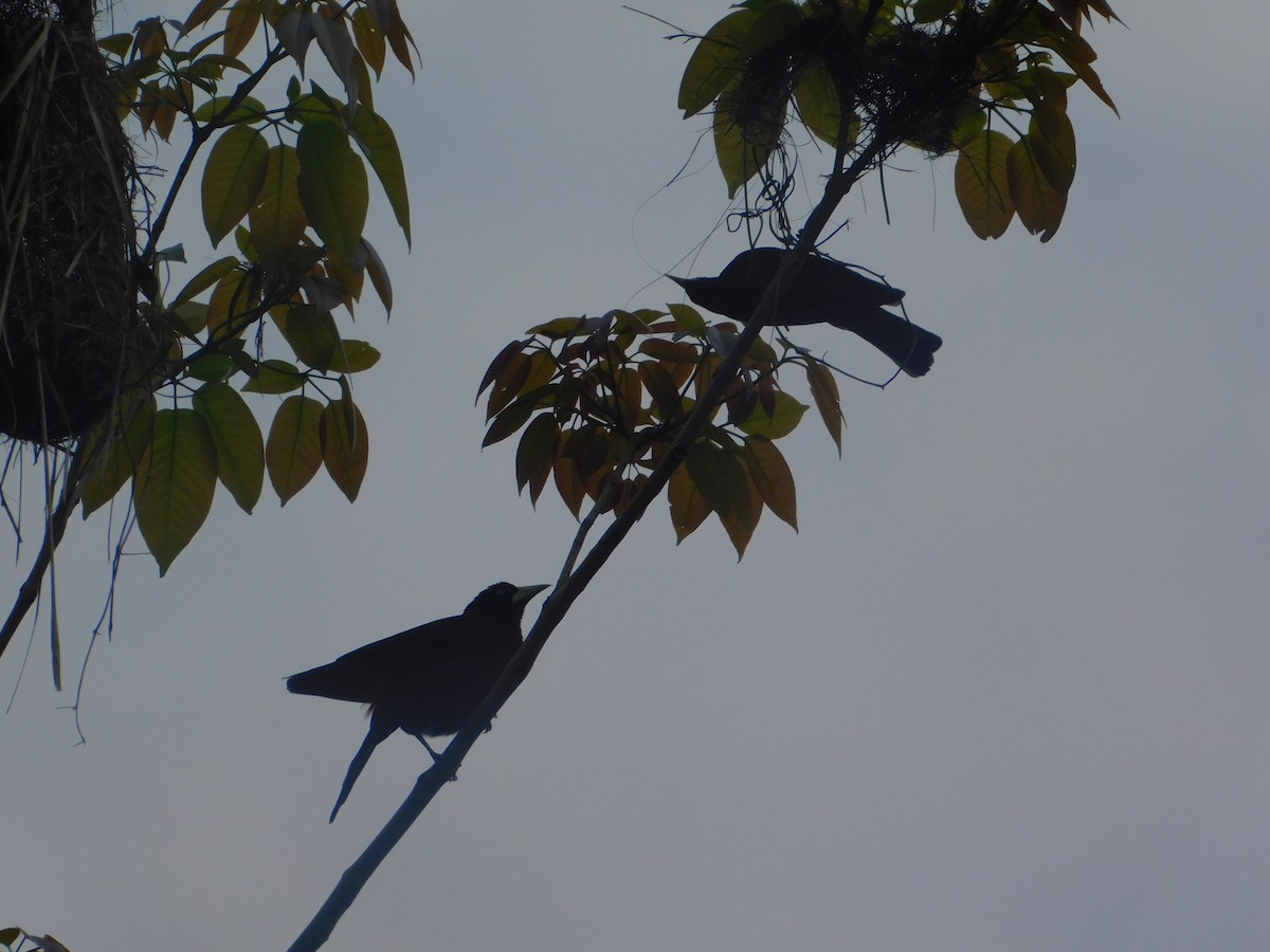 Red-rumped Cacique - ML642810031