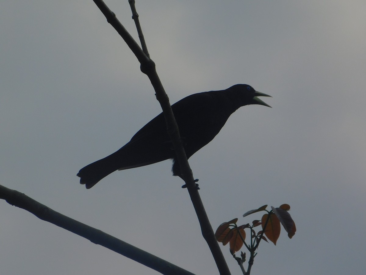 Red-rumped Cacique - ML642810032