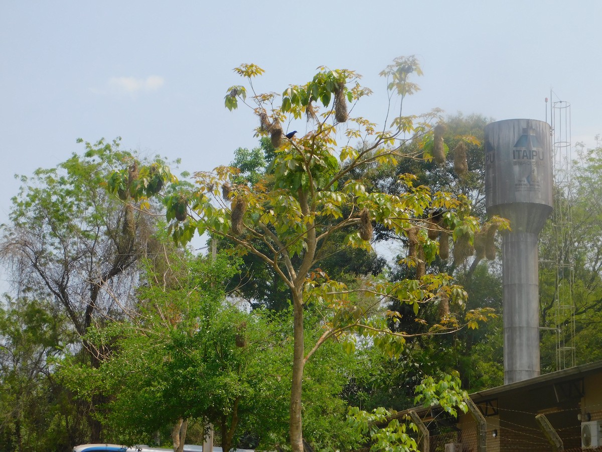 Red-rumped Cacique - ML642810033