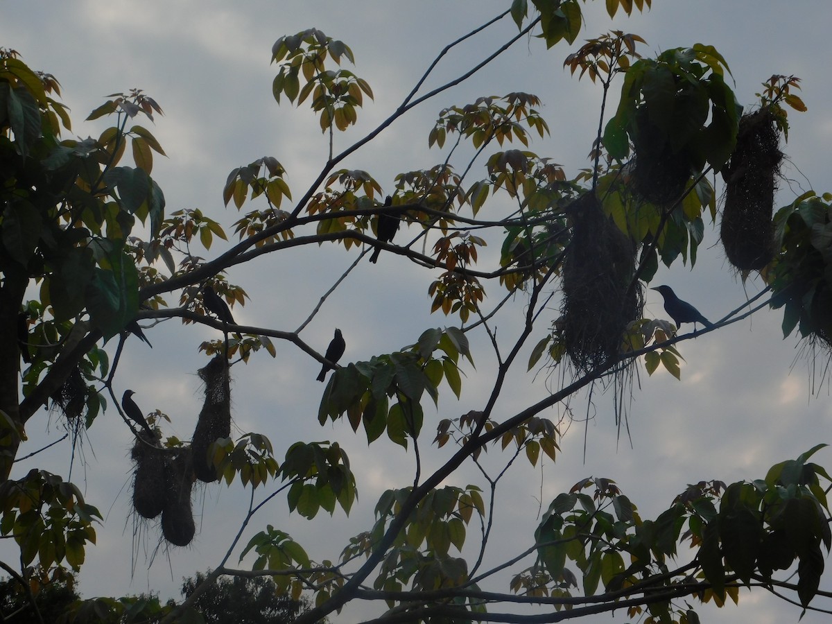 Red-rumped Cacique - ML642810034