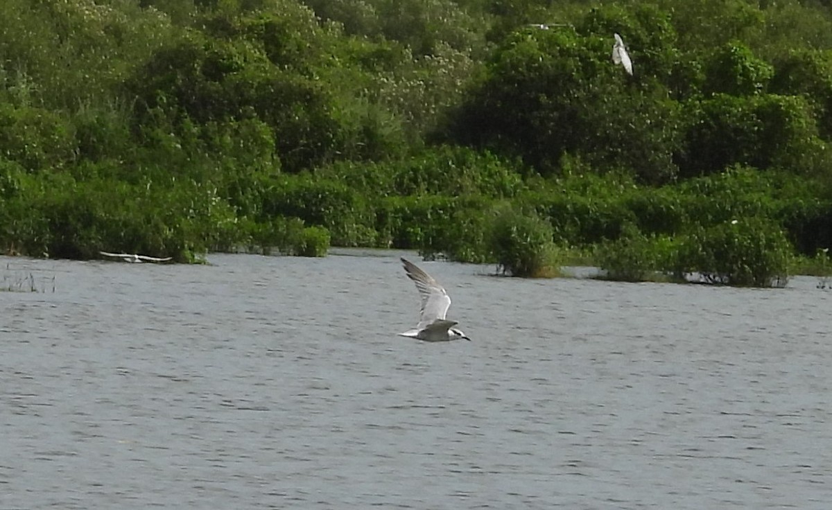 Gull-billed Tern - Sushant Pawar