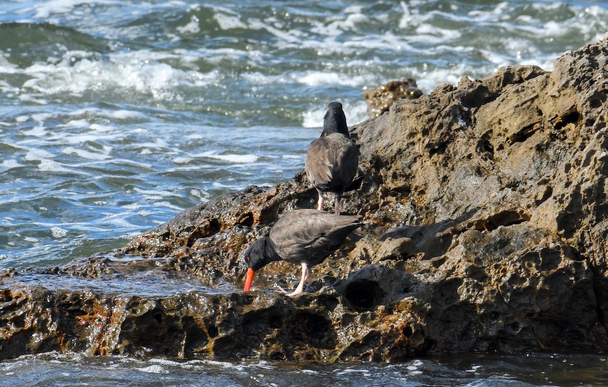 Black Oystercatcher - ML642810055