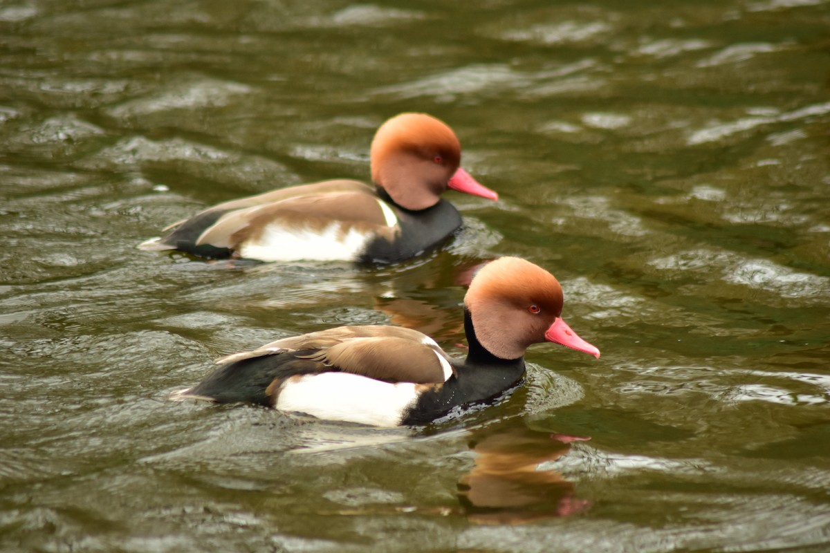 Red-crested Pochard - ML642810056