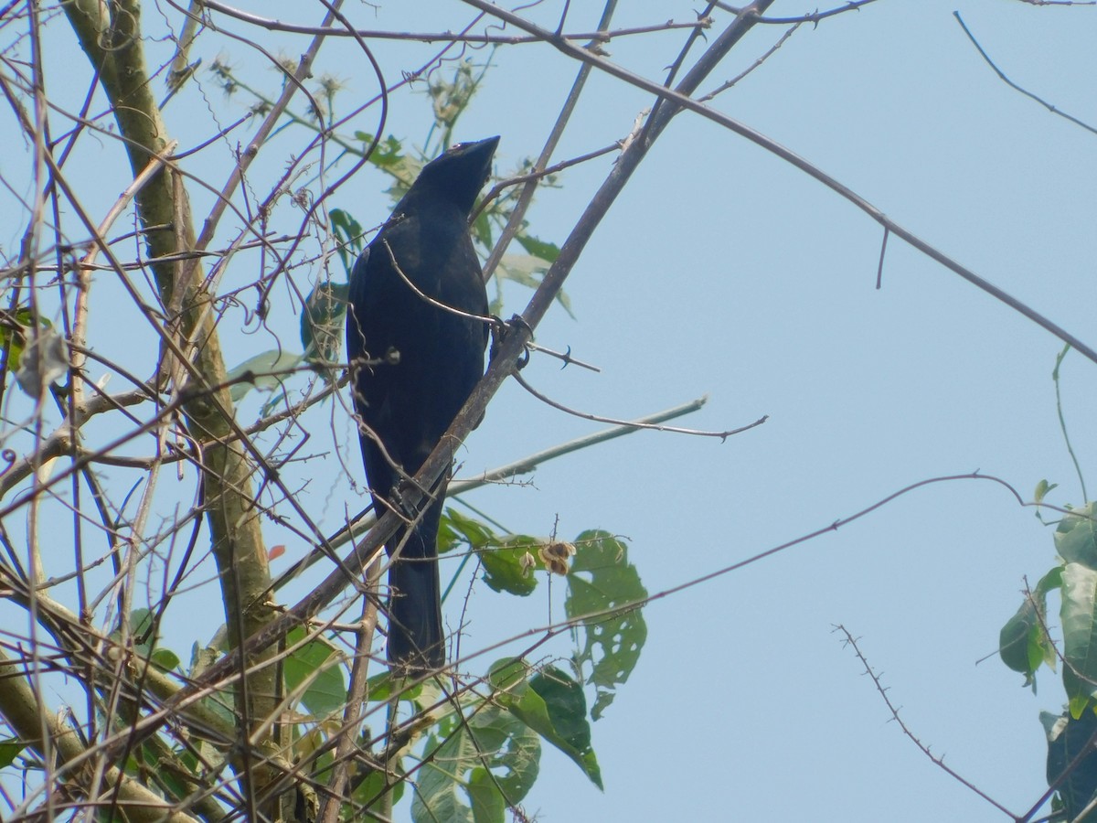 Giant Cowbird - ML642810066