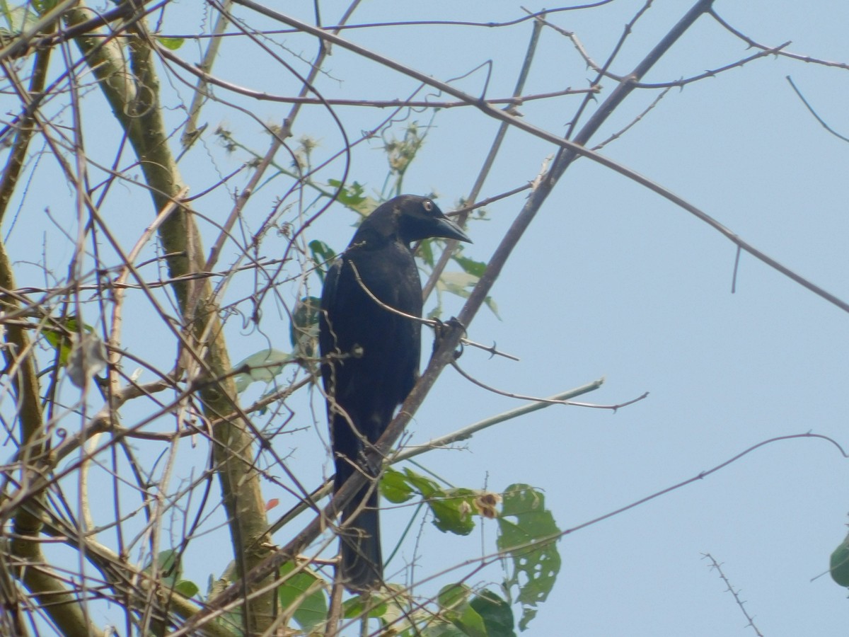 Giant Cowbird - ML642810067