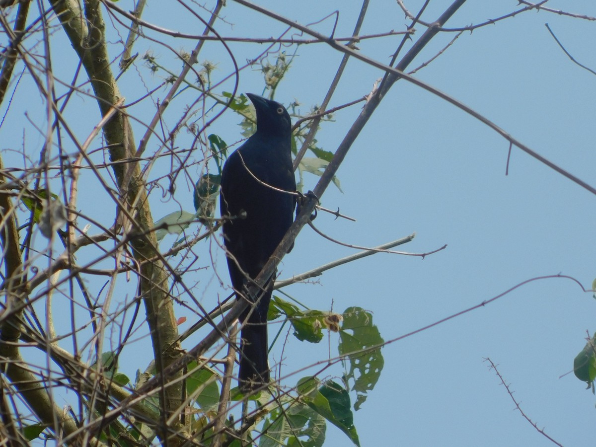 Giant Cowbird - ML642810068