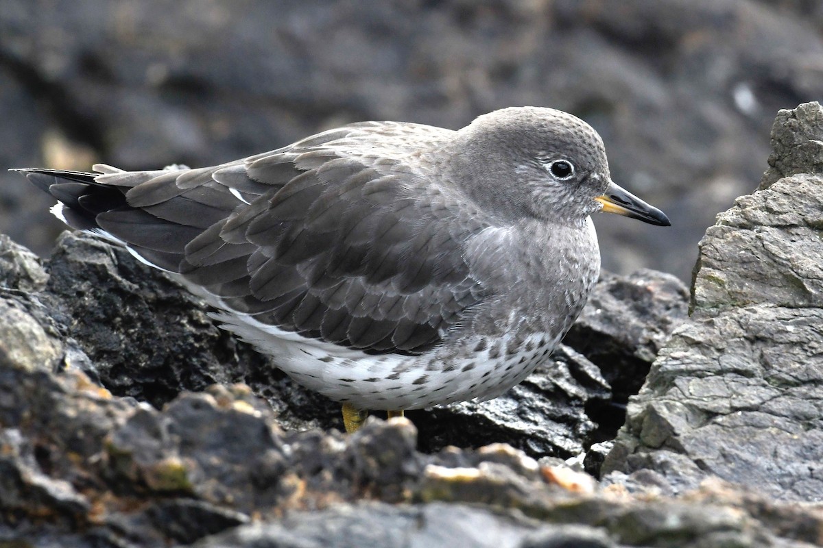 Surfbird - ML642810069