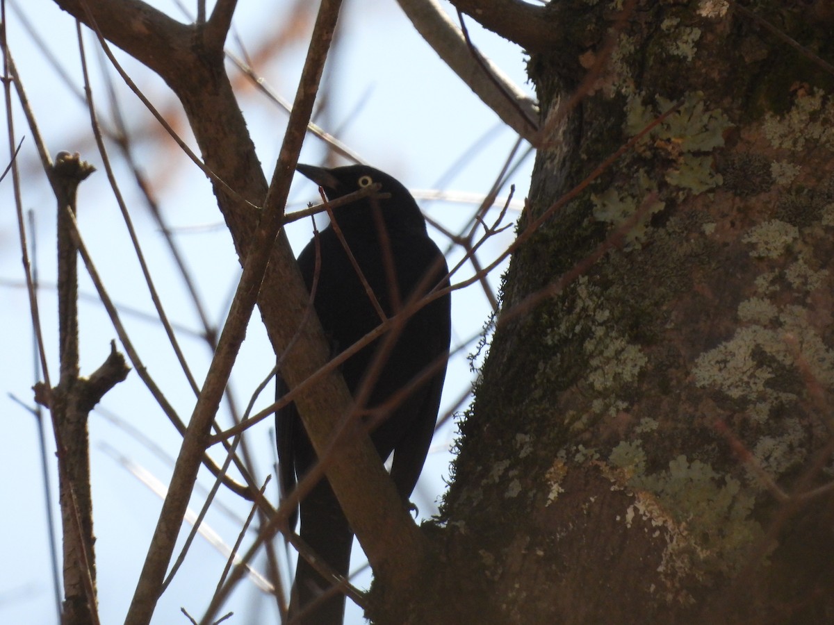 Rusty Blackbird - ML642810071