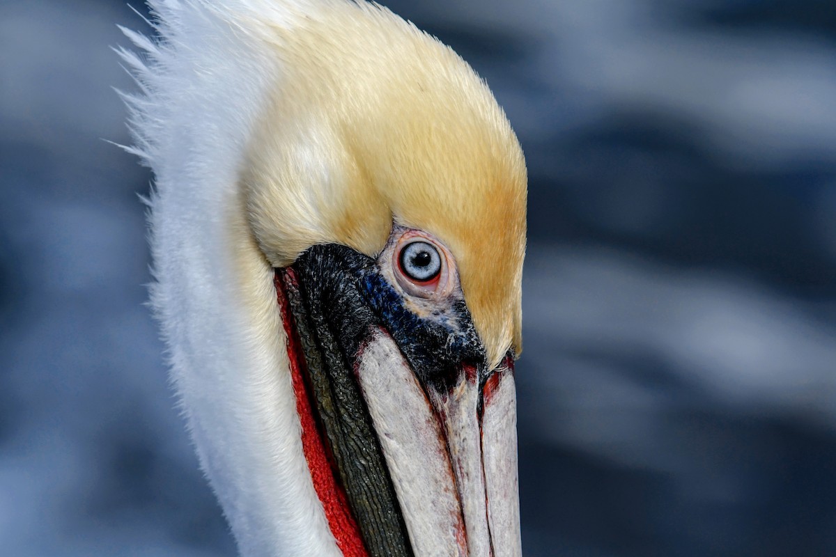 Brown Pelican - ML642810075