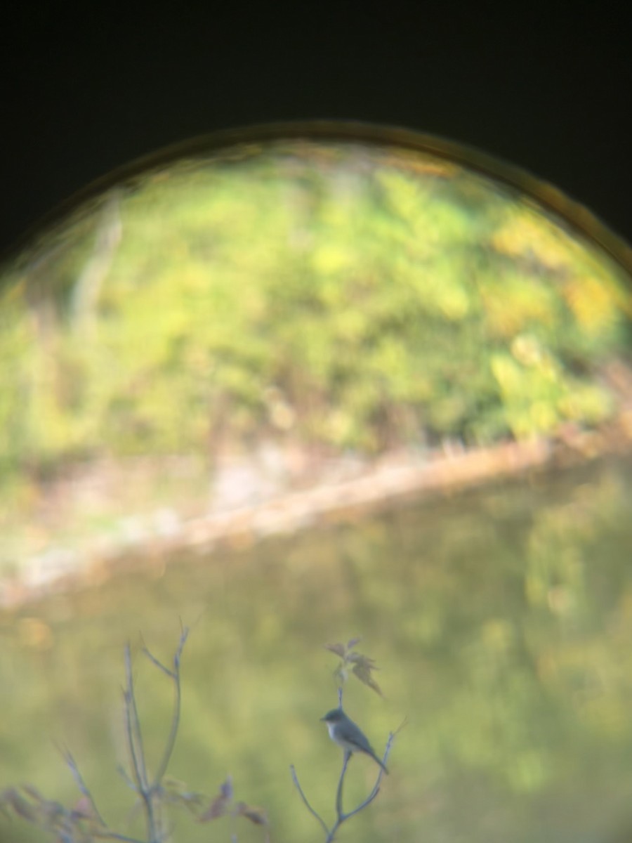 Eastern Phoebe - ML642810116