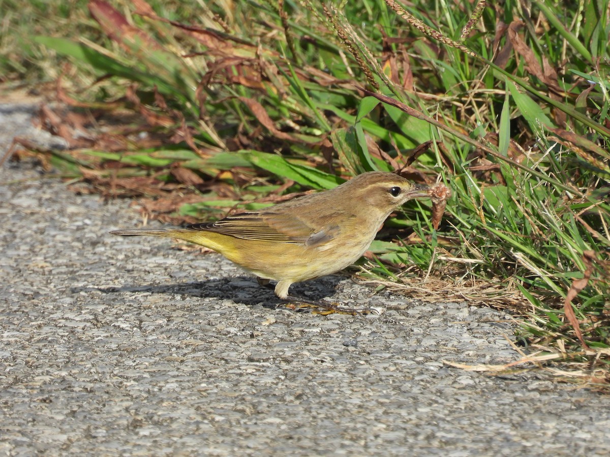 Palm Warbler - ML642810118