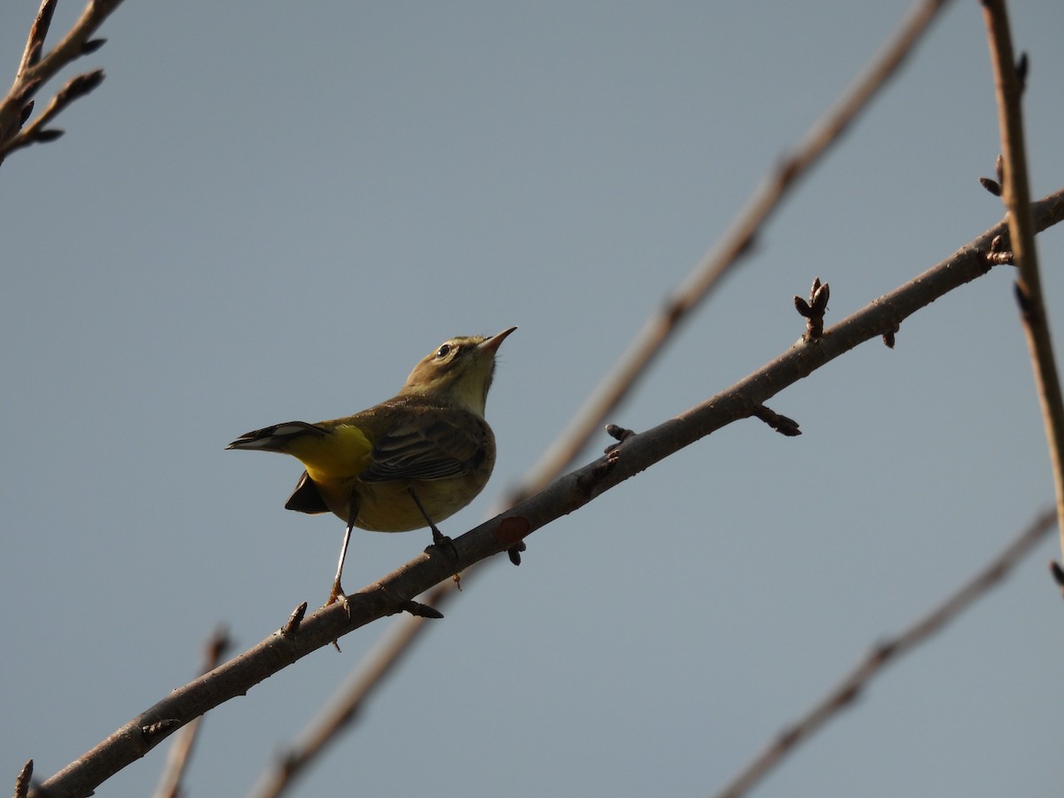 Palm Warbler - ML642810119