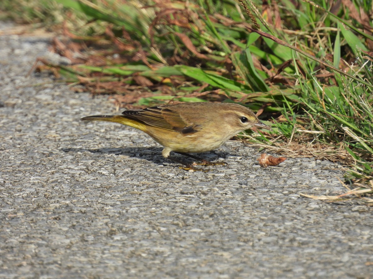 Palm Warbler - ML642810121