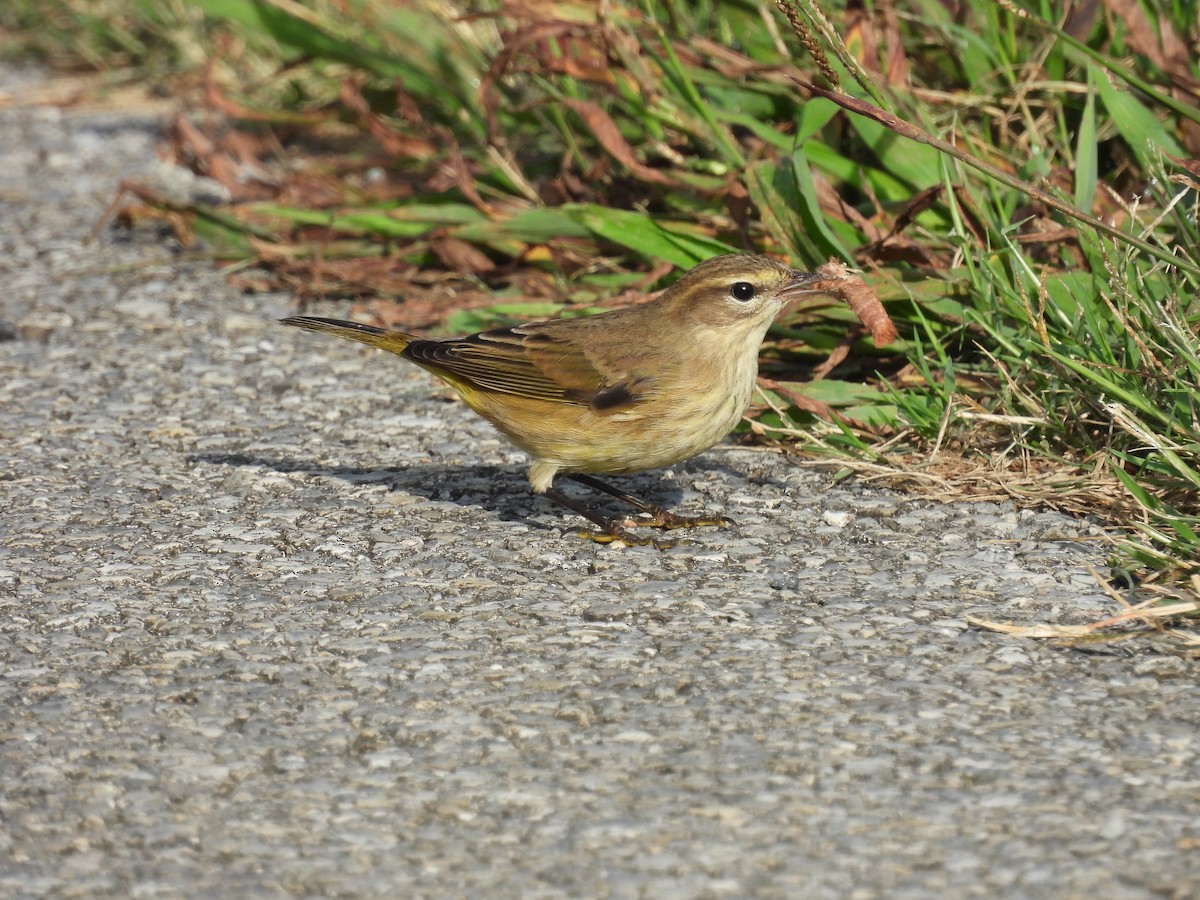 Palm Warbler - ML642810122