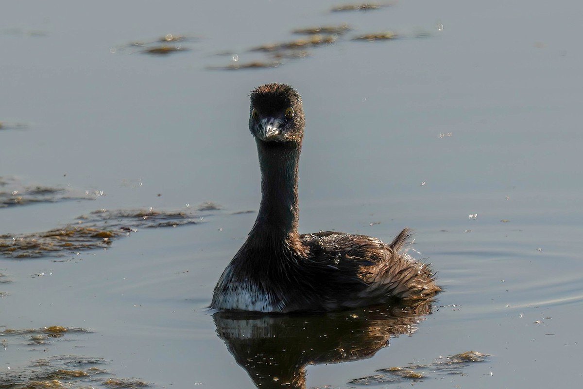 Least Grebe - ML642810126