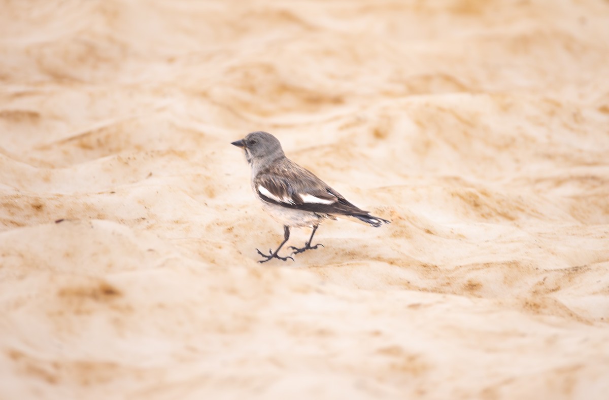 White-winged Snowfinch - ML642810127