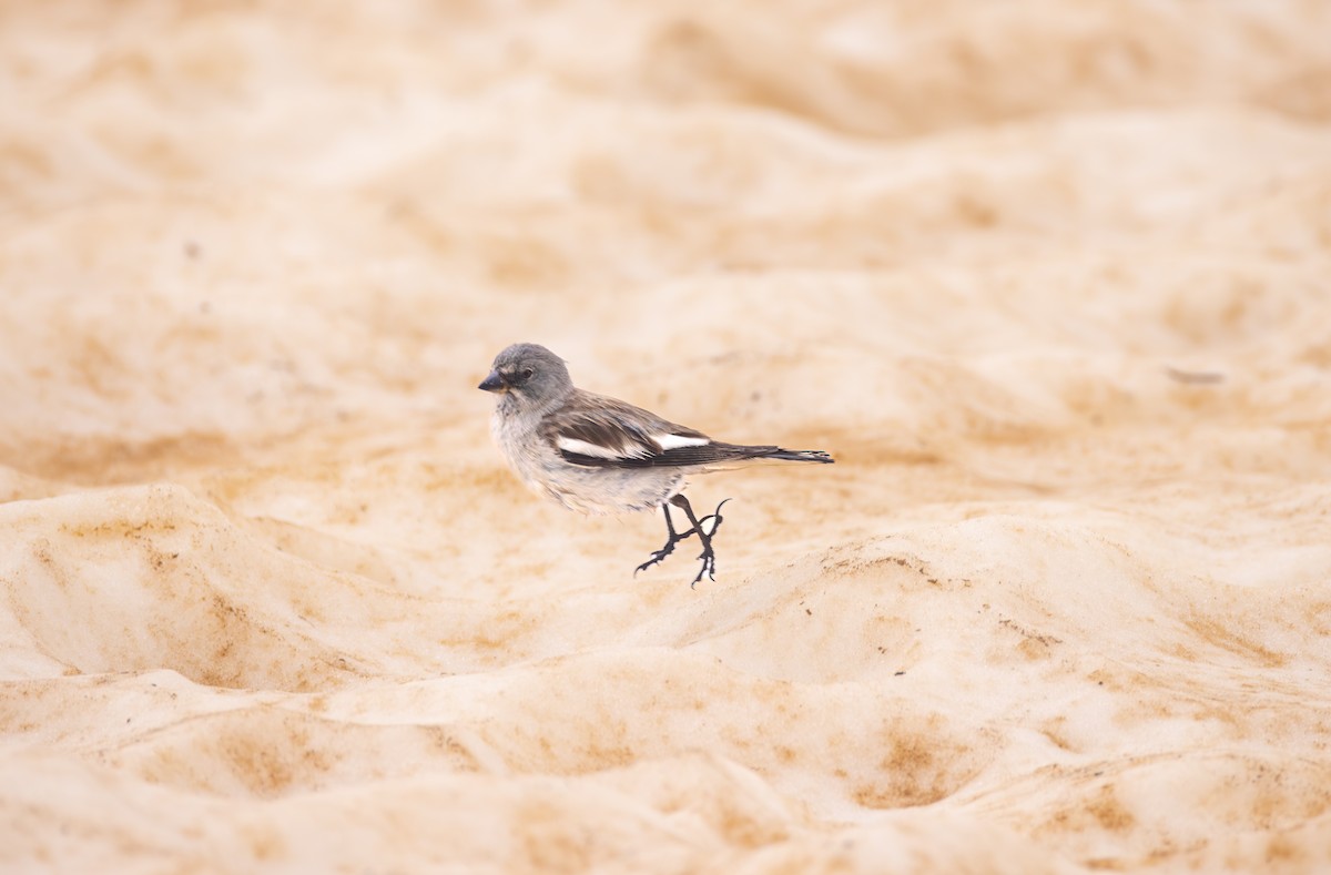 White-winged Snowfinch - ML642810128