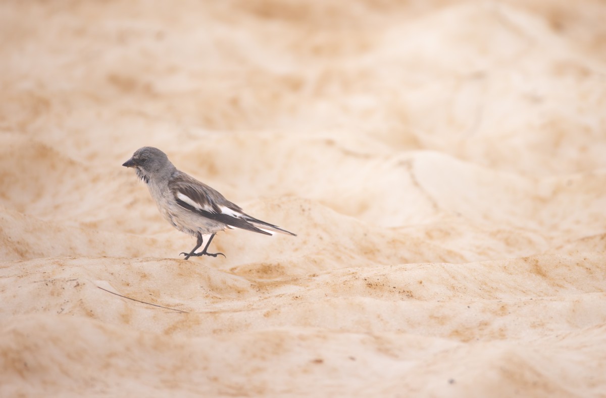 White-winged Snowfinch - ML642810129