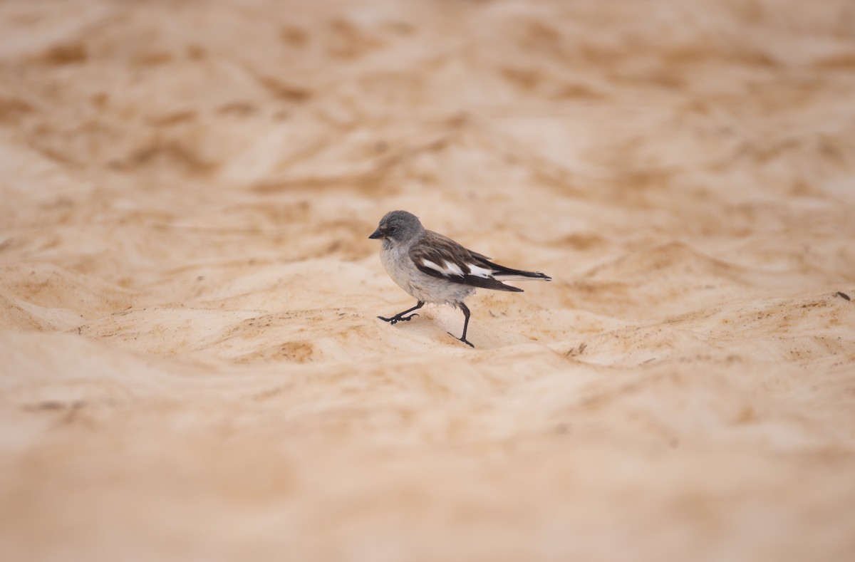 White-winged Snowfinch - ML642810130