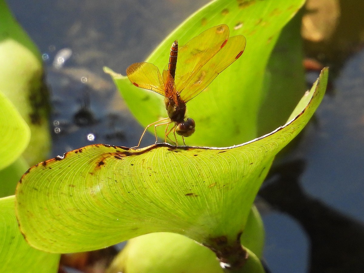 Eastern Amberwing - ML642810141