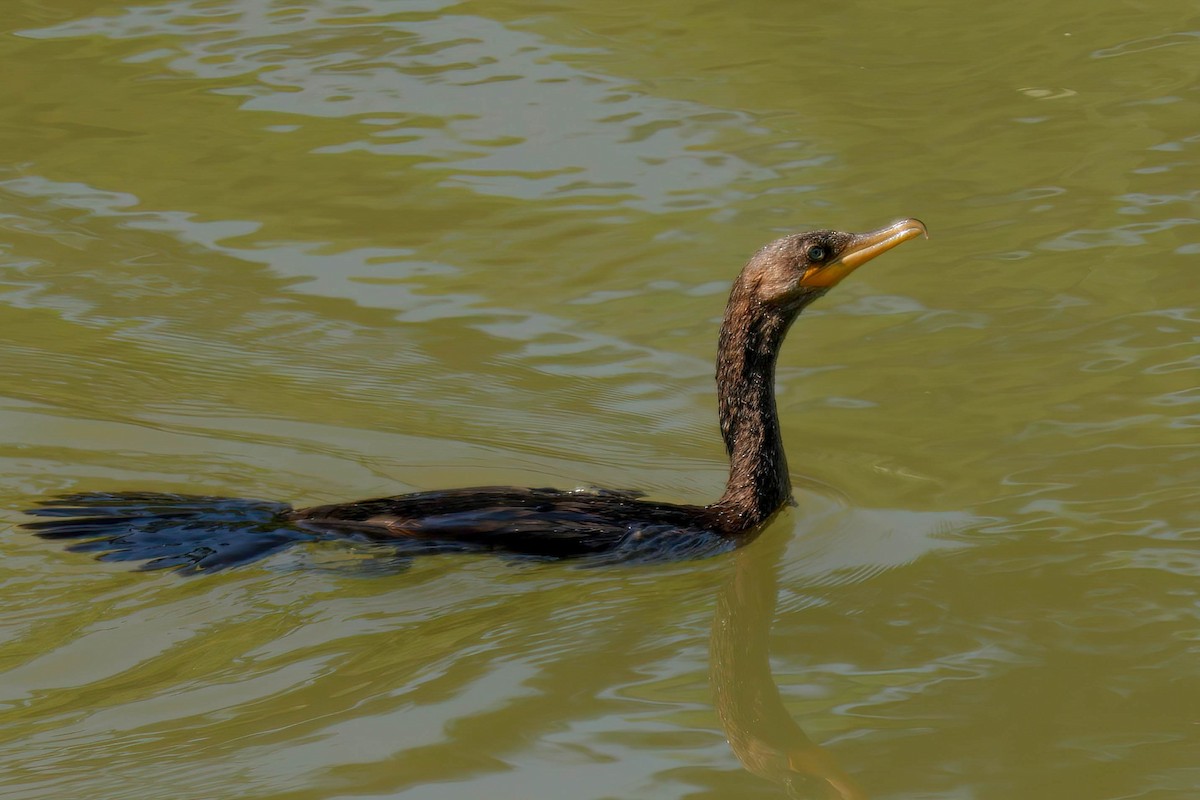Neotropic Cormorant - ML642810143