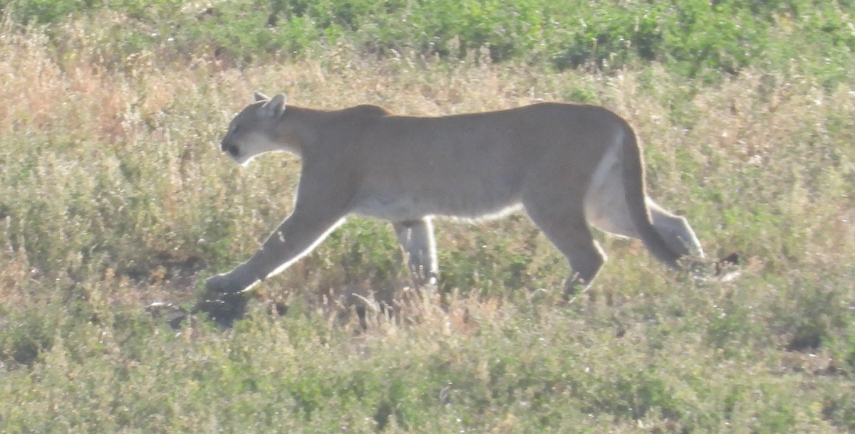 North American Mountain Lion - ML642810145