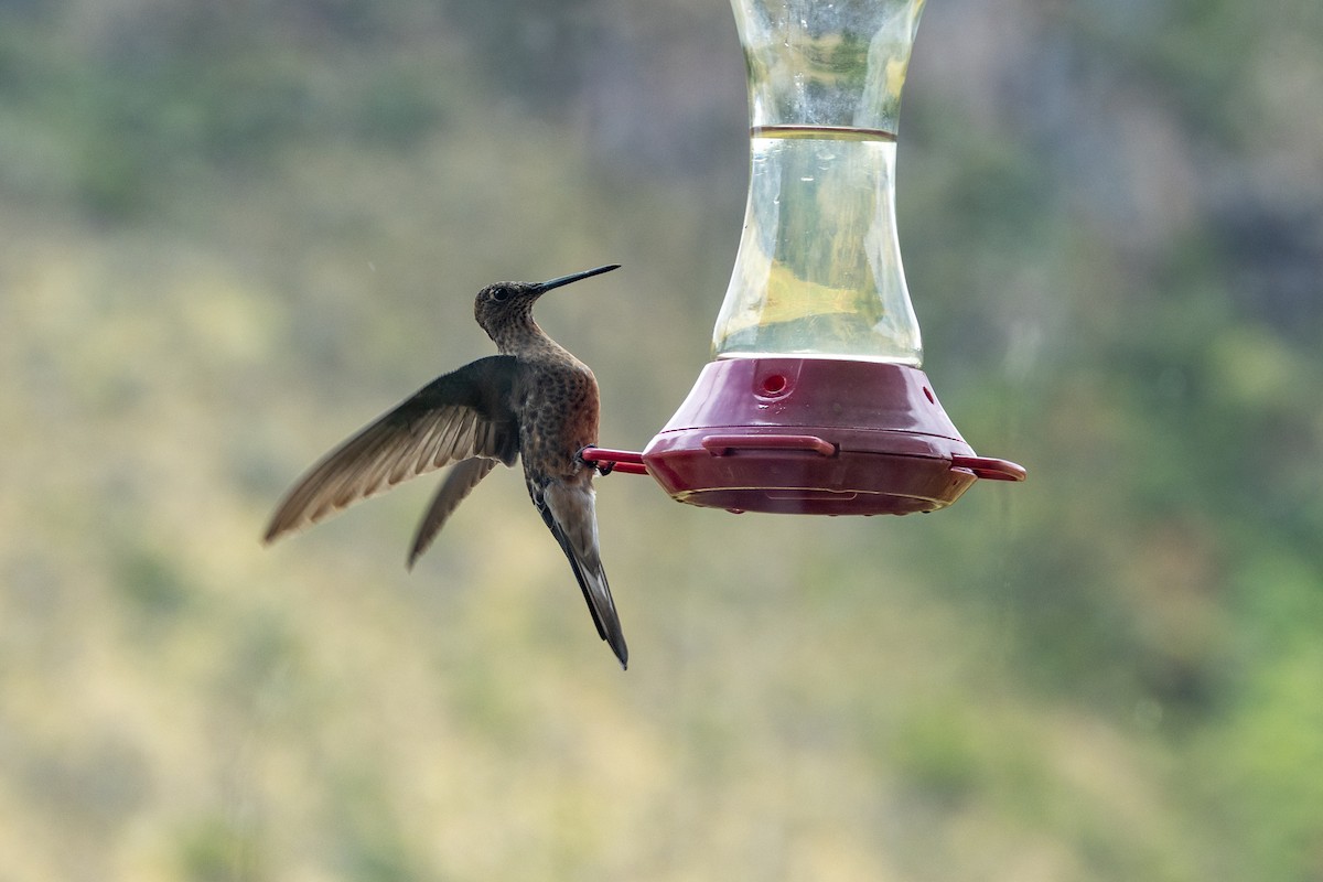 Giant Hummingbird - ML642810188
