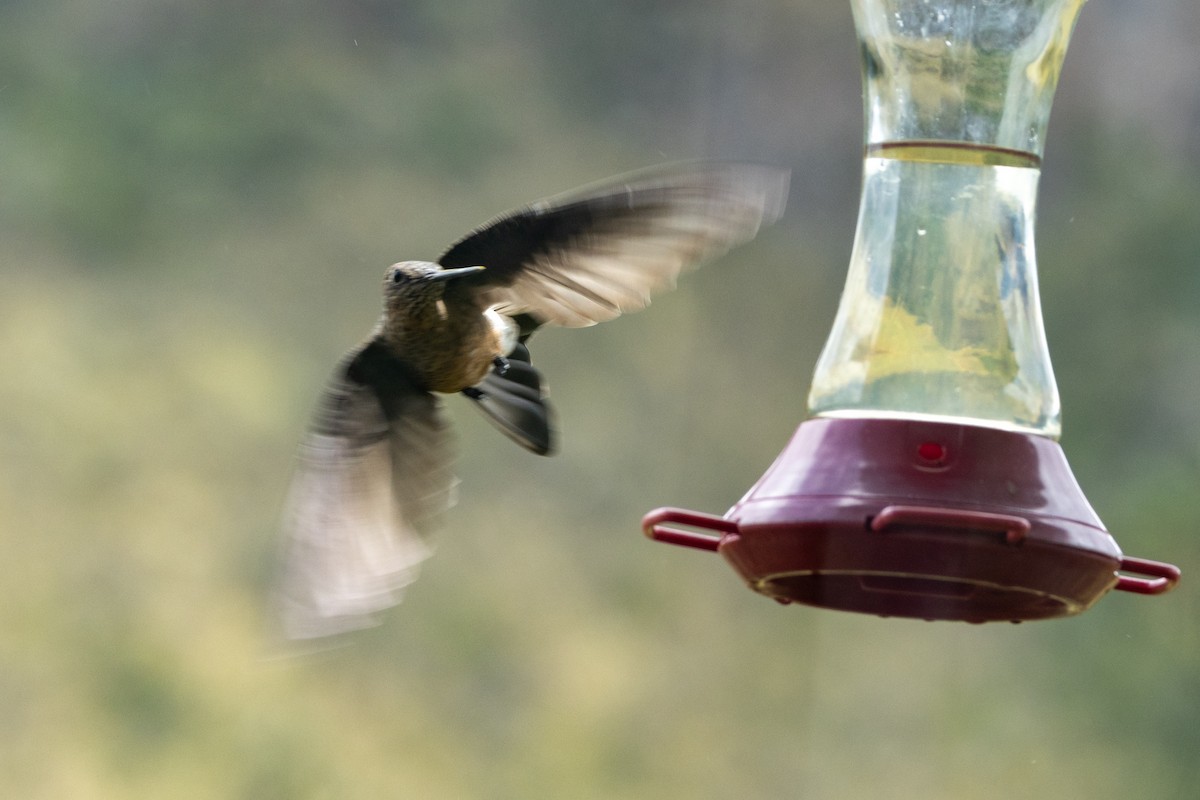 Giant Hummingbird - ML642810189