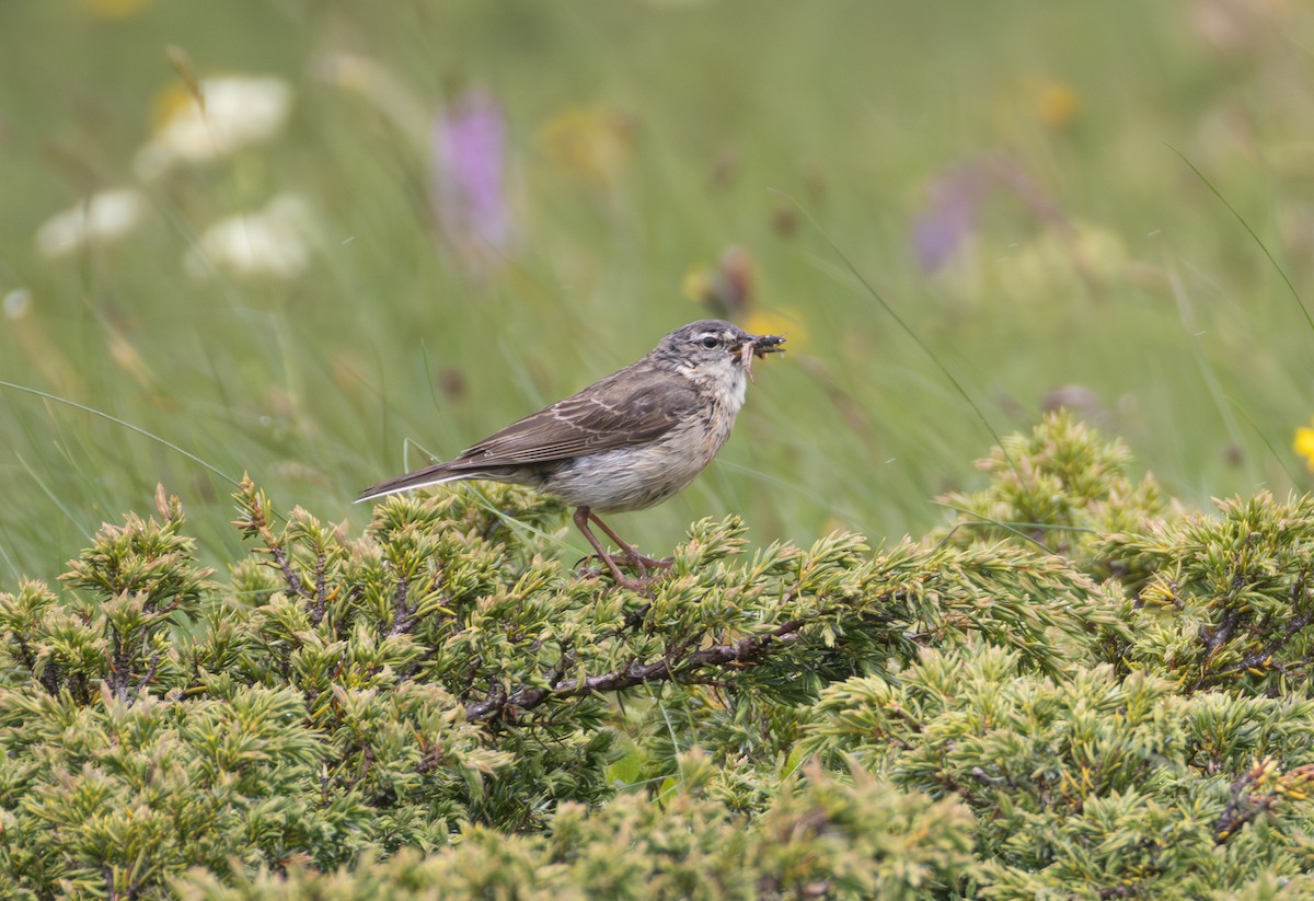 Water Pipit - ML642810203