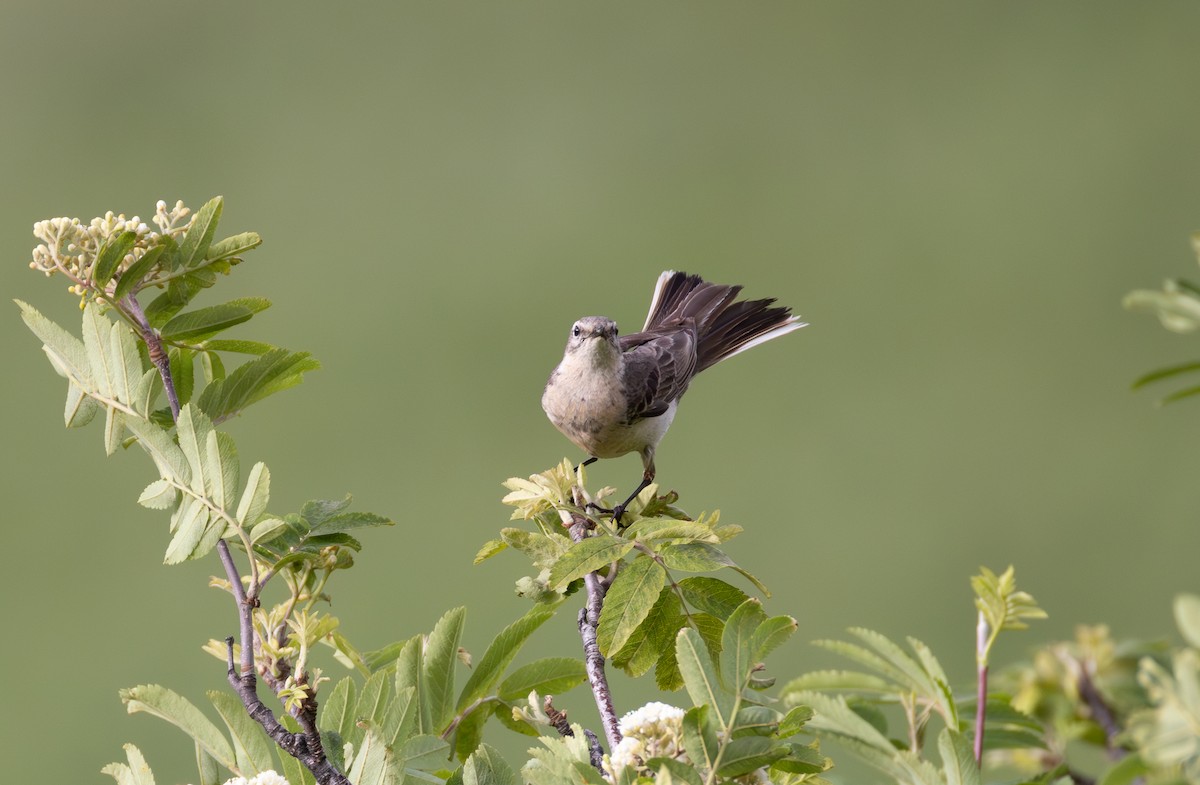 Water Pipit - ML642810204