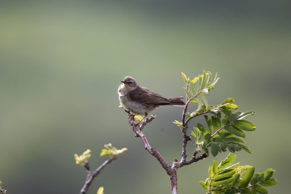 Water Pipit - ML642810205