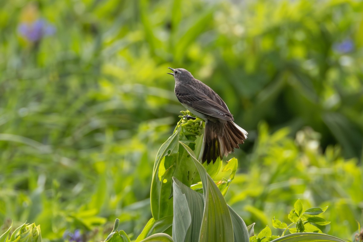 Water Pipit - ML642810206