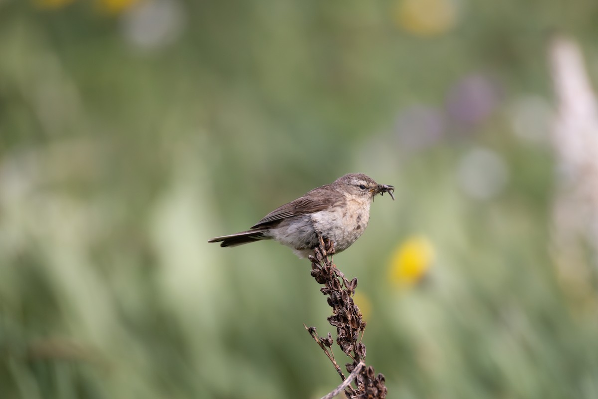 Water Pipit - ML642810208