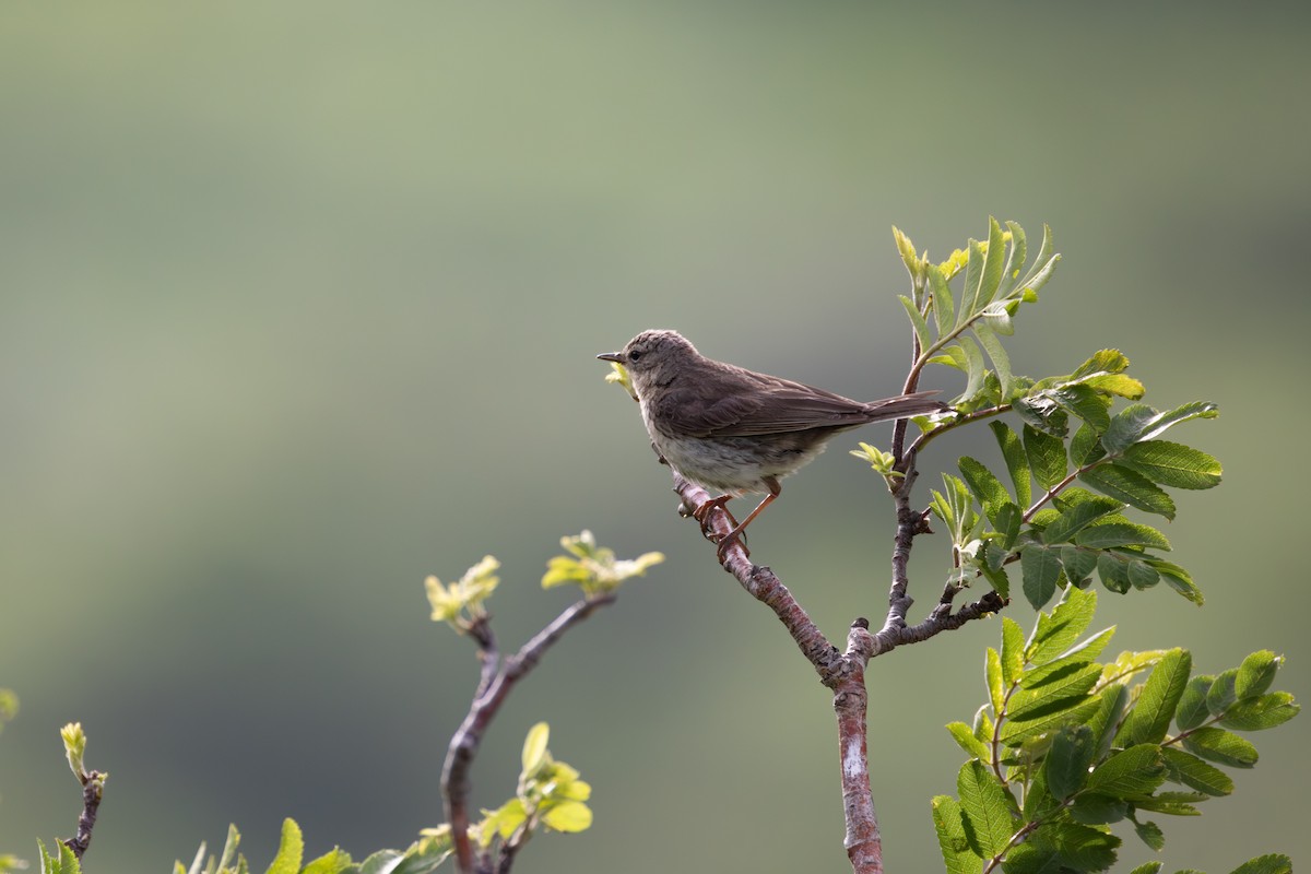 Water Pipit - ML642810209