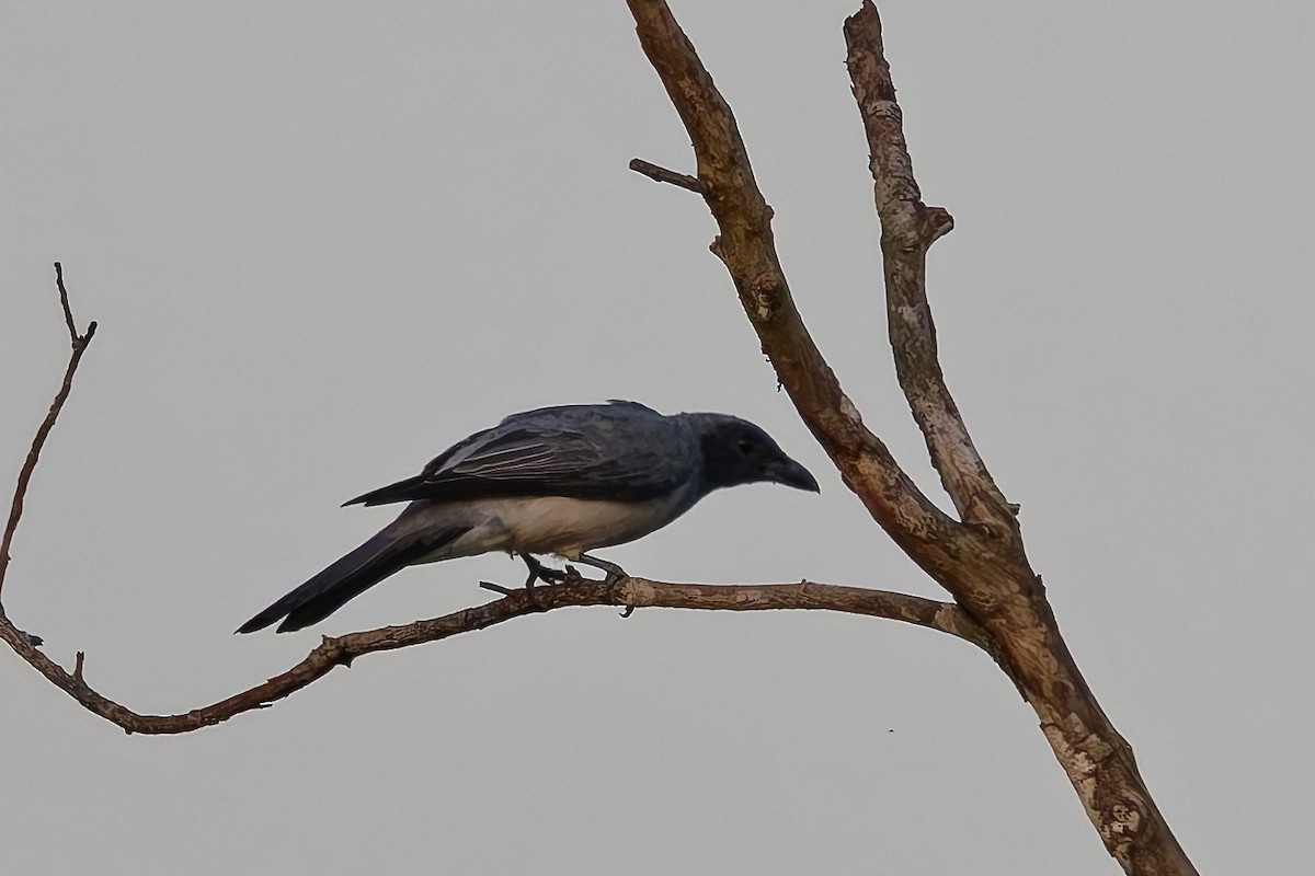 Wallacean Cuckooshrike - ML642810216