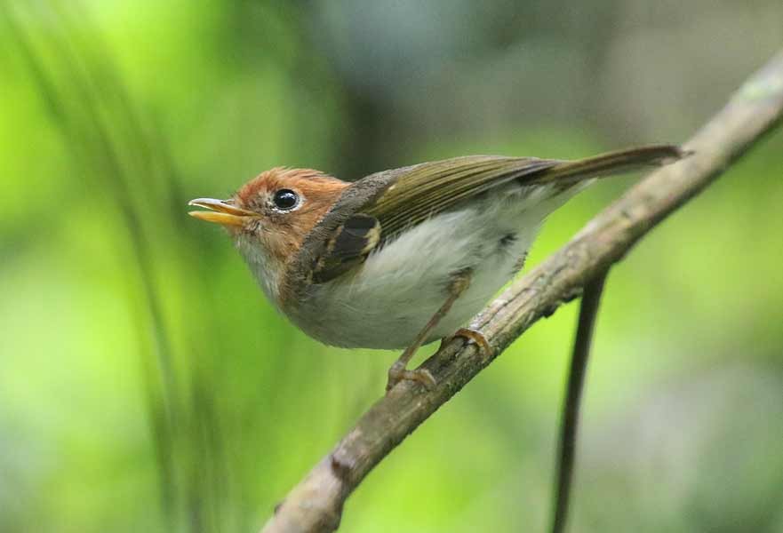 Sunda Warbler - ML642810217