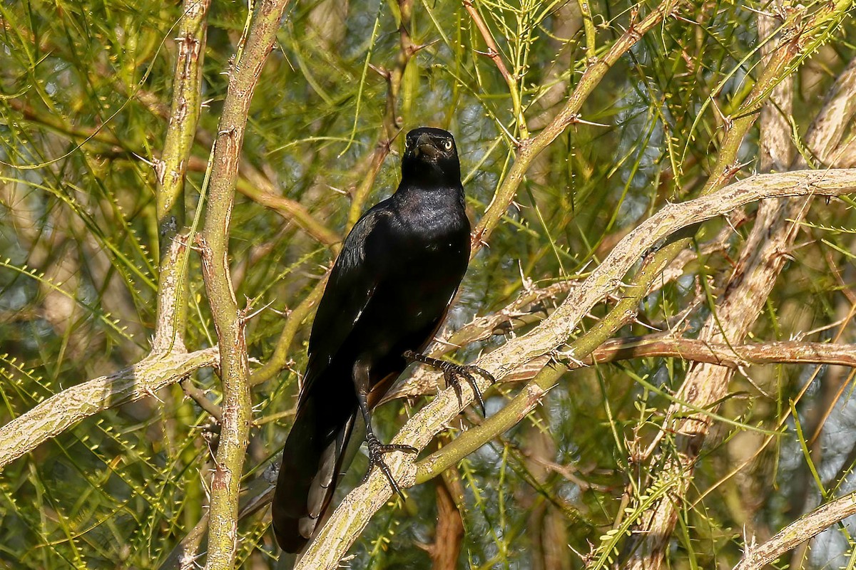 Great-tailed Grackle - ML642810251