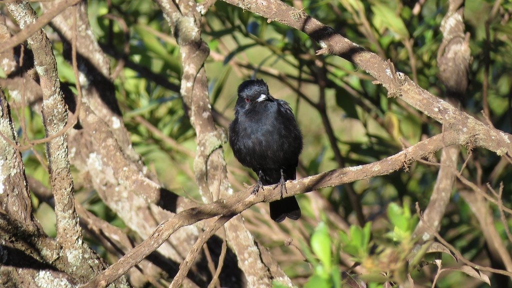 Velvety Black-Tyrant - ML642810272