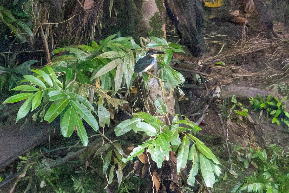 Malaysian Blue-banded Kingfisher - ML642810283