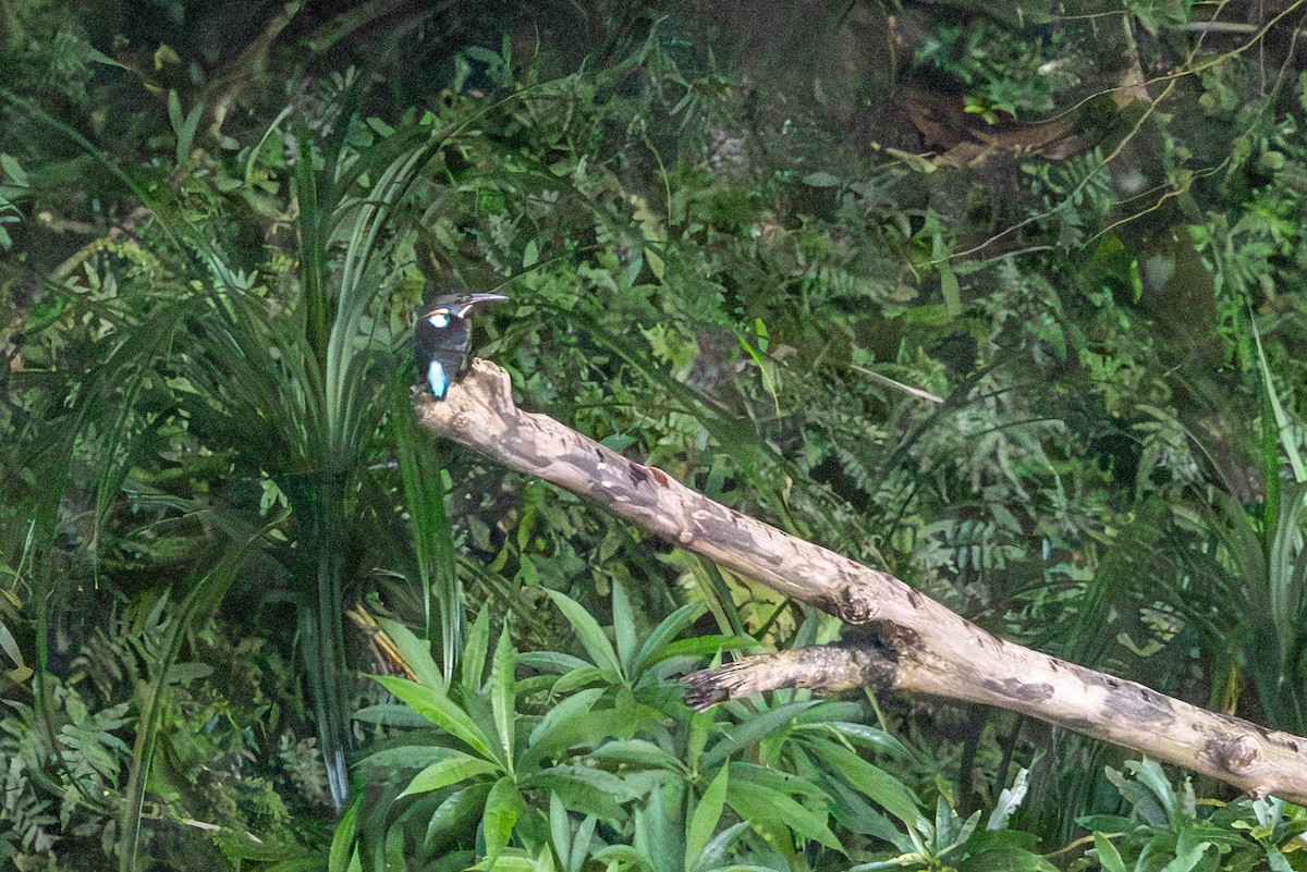 Malaysian Blue-banded Kingfisher - ML642810284