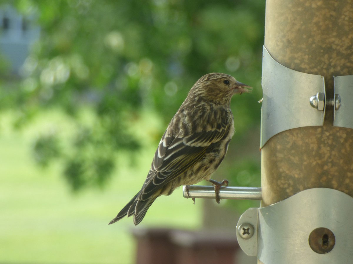 Pine Siskin - ML642810285