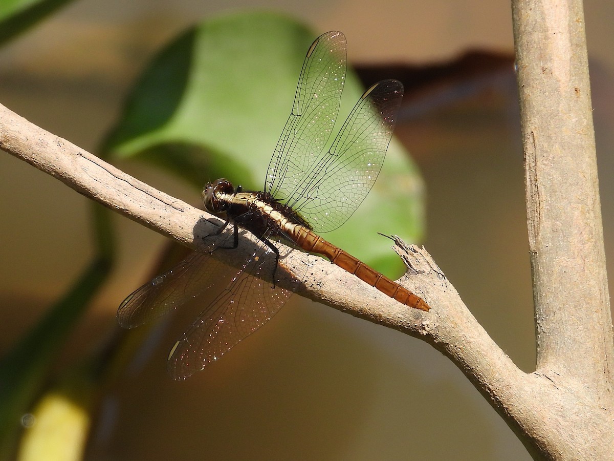 Flame-tailed Pondhawk - ML642810286
