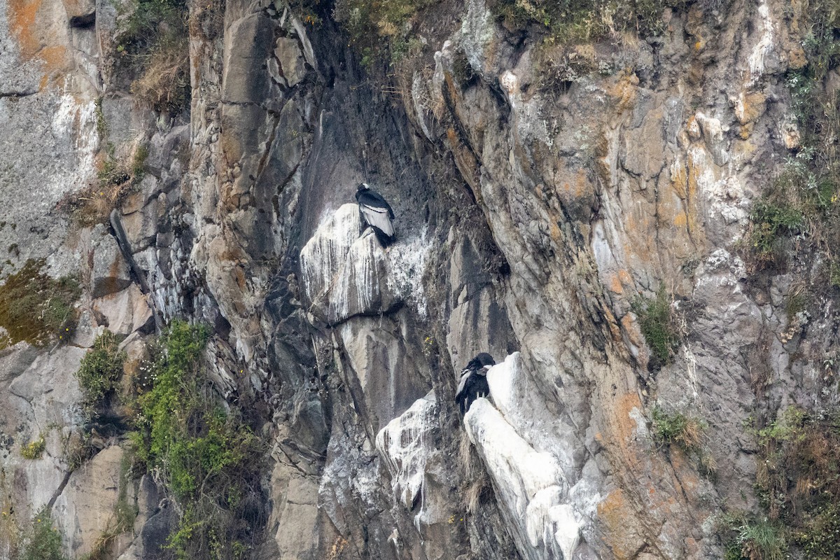 Andean Condor - ML642810290