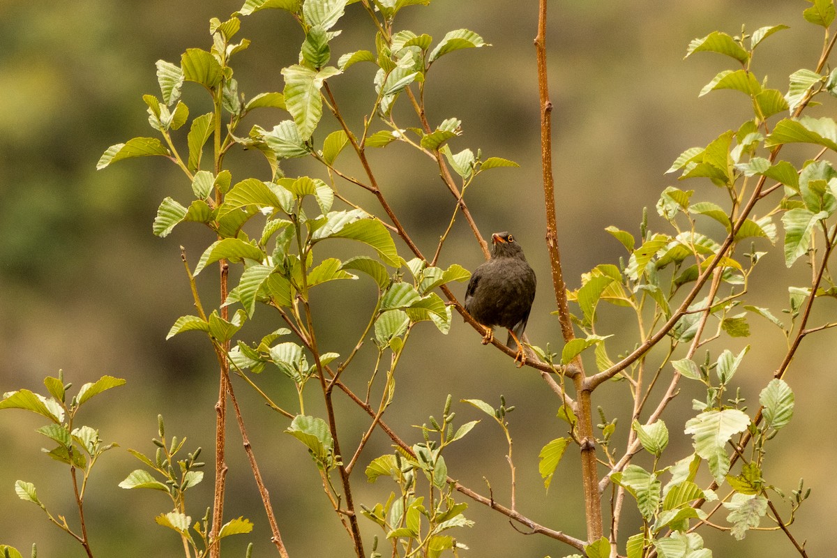 Great Thrush - ML642810292