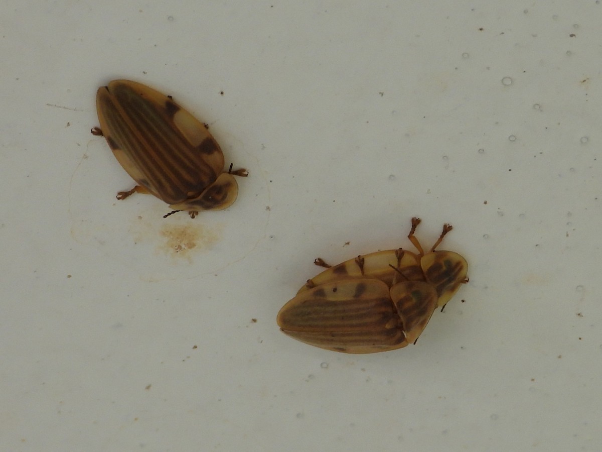 Fireflies - ML642810294