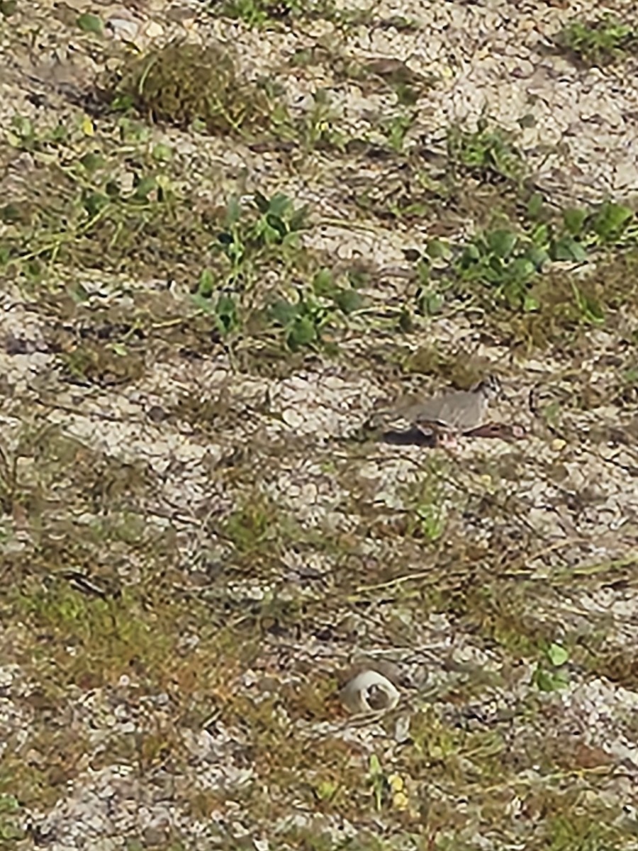 Inca Dove - ML642810302