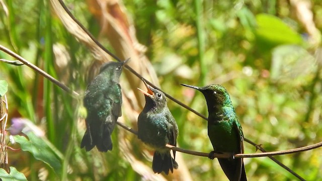 Purple-throated Sunangel - ML642810314